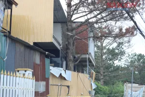 Lâm Đồng chỉ đạo khẩn trương làm rõ vụ thông ba lá bị "bức tử" giữa khu dân cư