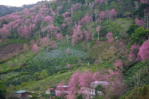 Hoa mai anh đào Đà Lạt nở rộ khắp núi đồi