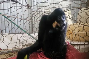 Lâm Đồng: Người dân giao nộp vượn đen má trắng quý hiếm