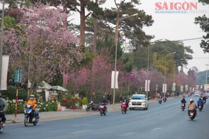 Nhiều hoạt động tại Lễ hội hoa Mai anh đào - Đà Lạt 2026