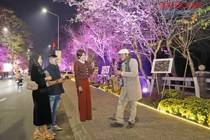 Đường nghệ thuật hoa Mai anh đào Đà Lạt mở cửa phục vụ du khách