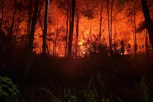 Lâm Đồng: Khống chế đám cháy rừng xảy ra giữa đêm