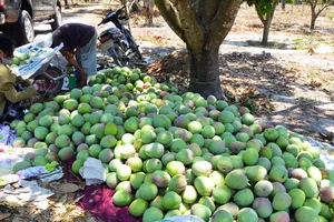 Xoài Úc có màu sắc đẹp, trái tròn