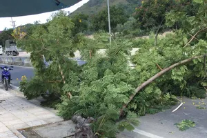 Chuyện “lạ đời” ở Khánh Hòa, hàng loạt cây xanh bị tỉa hết rễ