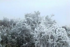 Hình ảnh băng giá sáng 29-1 ở Mẫu Sơn