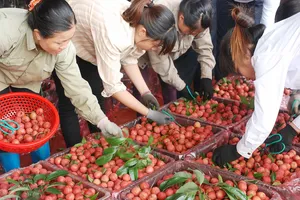 Giữa vụ, nông dân trồng vải đã “hái” 3.411 tỷ đồng