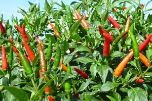 Ớt của Việt Nam bị Malaysia cấm nhập khẩu vì nhiều lô nhiễm thuốc bảo vệ thực vật