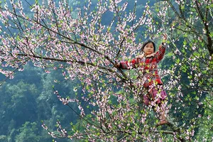 Năm nay, mùa đông “ấm” và mùa xuân đến sớm