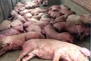 Dịch tả heo lan ra tới tỉnh thứ 23
