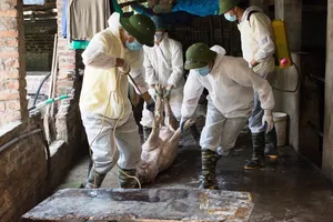 Làm rõ tình trạng “quay vòng nhiều lần”, “khai khống” heo chết để nhận tiền hỗ trợ 