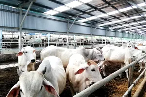 Tỉnh Thái Bình cần thúc đẩy phát triển chăn nuôi đại gia súc