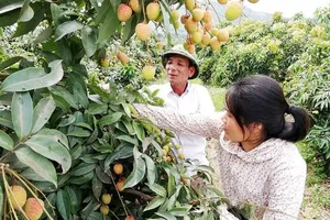 Vải Việt Nam “vui” vì vải Trung Quốc mất mùa, giá cao