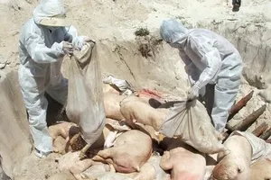 Dịch tả heo châu Phi: 3,3 triệu con heo chết, chỉ còn “sót” tỉnh Ninh Thuận