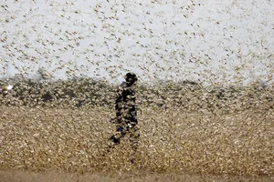 Dùng máy bay phun thuốc tiêu diệt dịch châu chấu tràn vào Việt Nam 