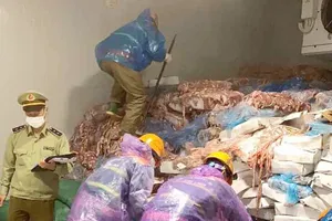 Rùng mình trước “tổng kho” 72 tấn lòng heo thối