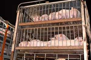 Quý 4, sẽ bổ sung 11 triệu con heo giống cho tái đàn