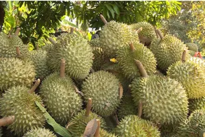 Sầu riêng Việt Nam “bán chạy như tôm tươi” tại Úc