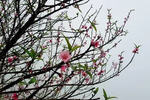 Thời tiết rất dị thường, hoa đào miền Bắc nở trước tết 3-4 tháng