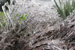 Hà Nội còn 8 độ C, Mẫu Sơn chìm trong băng tuyết