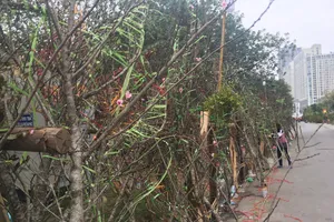 Đào, quất miền Bắc ế ẩm