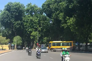 Trồng thêm nhiều cây xanh là giải pháp hữu hiệu, là hành động quan trọng để đảm bảo phát triển bền vững kinh tế - xã hội và môi trường của đất nước