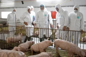 Tìm ra kháng thể trong đàn heo nhiễm bệnh dịch tả heo châu Phi