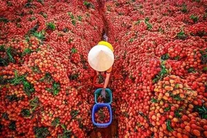 Vừa ngơi bão lại nắng nóng kéo dài nhiều ngày