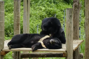 Trẻ em vẽ tranh bảo vệ loài gấu ở Việt Nam và hội thảo không tiêu thụ thịt thú rừng