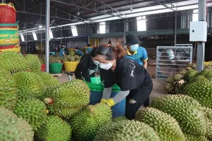 Trung Quốc có xu hướng mua nông sản của Thái Lan vì rẻ hơn Việt Nam