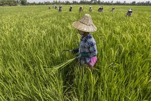 Myanmar sẽ hạn chế xuất khẩu gạo