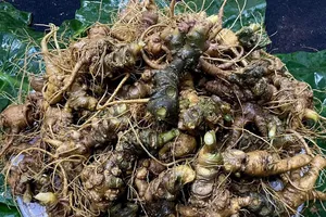 Sâm nhập từ Trung Quốc về Việt Nam "hô biến" thành sâm Ngọc Linh