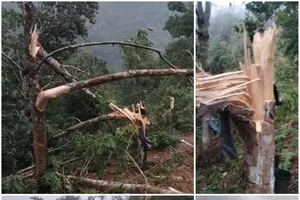 Mưa, dông lốc “thổi” tung 3.600 cây cao su