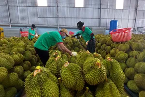 Sản lượng sầu riêng xuất khẩu giảm tới 80%