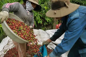 Xuất khẩu cà phê vượt thủy sản