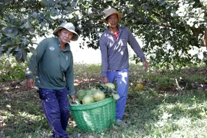 Australia chuẩn bị mở cửa cho bưởi tươi từ Việt Nam