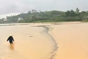 Lúa của nông dân ở miền Trung bị ngập trắng trong đợt mưa do bão số 1. Ảnh: PLO