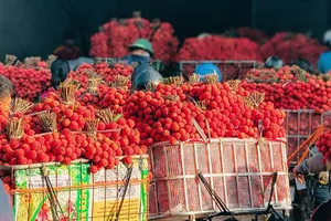 Chợ bán buôn vải thiều năm 2025 tại huyện Lục Ngạn (tỉnh Bắc Giang). Ảnh: CTV