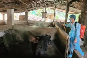 33/34 tỉnh, thành có dịch, tiêu hủy hơn 100.000 con heo