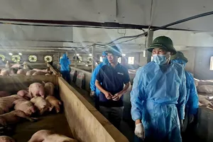 Nếu không có biện pháp quyết liệt, dịch tả heo châu Phi có nguy cơ tiếp tục lan rộng