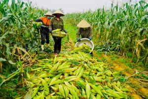 Đề nghị gỡ thuế VAT cho nguyên liệu và sản phẩm chăn nuôi