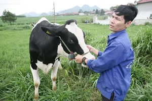 Bò sữa "teo tóp" dần