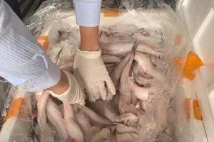 Cơ quan quản lý thị trường thông tin về gần 10 tấn cá khoai tẩm ướp chất cấm