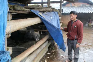 Bảo vệ đàn gia súc, gia cầm trước rét đậm kéo dài