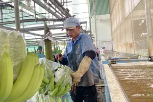 Nhật Bản là thị trường ổn định của Việt Nam 