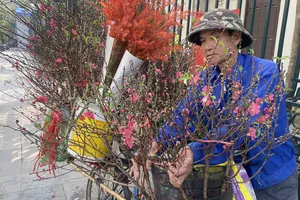 Người dân ở Hà Nội chở hoa đào tết vào bán ở phố Hàm Long (Hà Nội). Ảnh: PHÚC HẬU