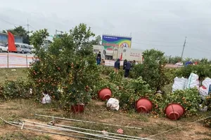 Miền Bắc: Mưa rét diện rộng, người buôn hoa kiểng tết bị thiệt hại