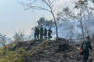 Nắng nóng diện rộng, nguy cơ cháy rừng cao