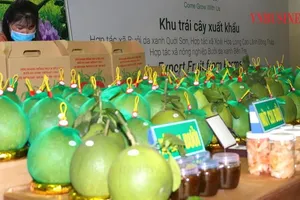 Chuẩn bị xuất khẩu bưởi sang Australia