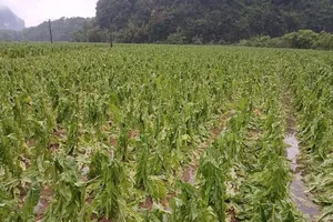 Hôm nay, 19-4: Miền Bắc đề phòng mưa đá, TPHCM duy trì trạng thái nắng nóng