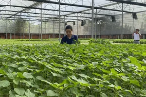Sản xuất rau sạch (thủy canh) tại HTX Nông nghiệp Tuấn Ngọc (phường Long Trường, TPHCM). Ảnh: PHÚC HẬU
